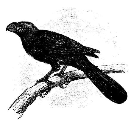 Groove billed Ani is an odd looking tropical bird in the cuckoo family with a long tail and a large, vintage line drawing or engraving illustration.のイラスト素材