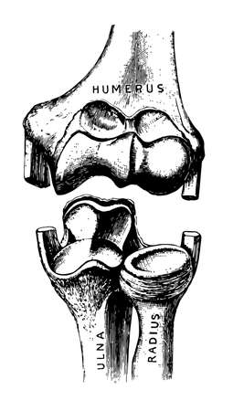 Showing how the Ends of the Bones are shaped to form the Elbow Joint, vintage line drawing or engraving illustration.のイラスト素材