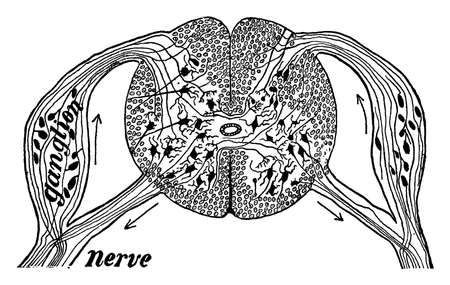 Diagram of a slice across the spinal cord showing the roots of a spinal nerve to the arm on the left, vintage line drawing or engraving illustration.のイラスト素材