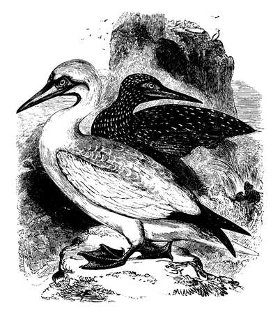 Soland Goose is common to the sea between England and the Isle of Wight, vintage line drawing or engraving illustration.のイラスト素材