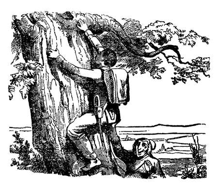 A man climbing tree and another man standing near tree giving support to him, vintage line drawing or engraving illustrationのイラスト素材