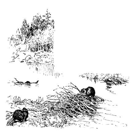 Beavers is a semiaquatic rodent, it is a shaded banner, vintage line drawing or engraving illustration.のイラスト素材