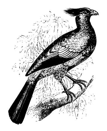 Crested Touraco is a species of African bird, vintage line drawing or engraving illustration.のイラスト素材