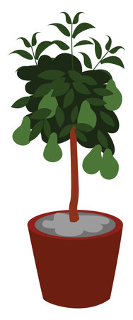 Avocado tree in a pot, illustration, vector on white backgroundのイラスト素材