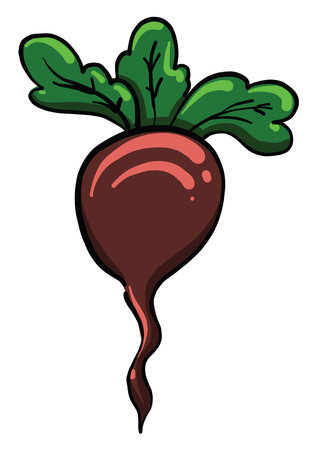 Beet with leaves, illustration, vector on white backgroundのイラスト素材