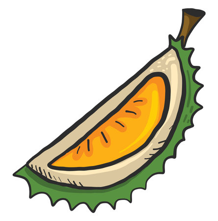 Small piece of durian, illustration, vector on white backgroundのイラスト素材