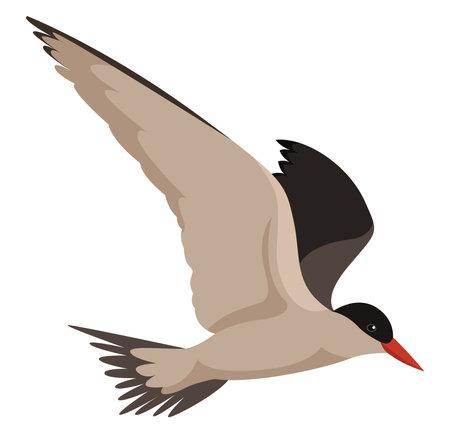 Flying bird, illustration, vector on white backgroundのイラスト素材