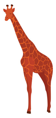 Tall giraffe, illustration, vector on white backgroundのイラスト素材