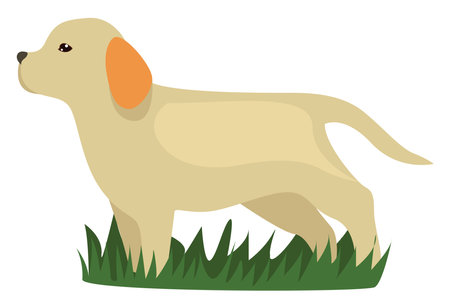 Baby labrador, illustration, vector on white backgroundのイラスト素材
