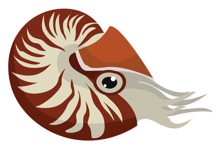 Red nautilus, illustration, vector on white backgroundのイラスト素材
