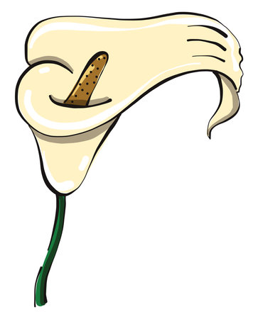Pretty calla, illustration, vector on white background.のイラスト素材