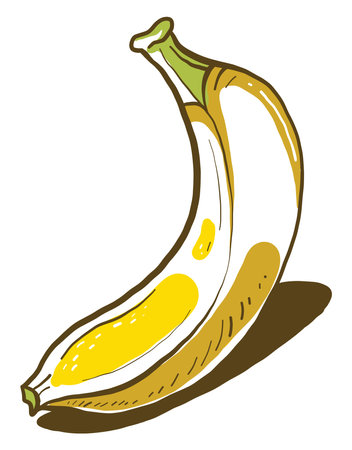 Little banana, illustration, vector on white background.のイラスト素材