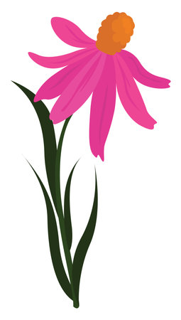 Pink coneflower, illustration, vector on white background.のイラスト素材