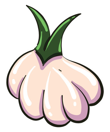 Small garlic, illustration, vector on white background.のイラスト素材