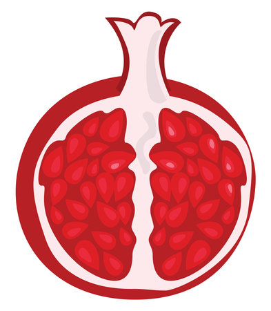 Red pomegranate, illustration, vector on white background.のイラスト素材