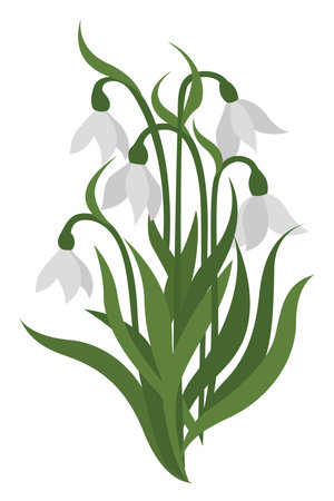 Petite snowdrops, illustration, vector on white background.のイラスト素材