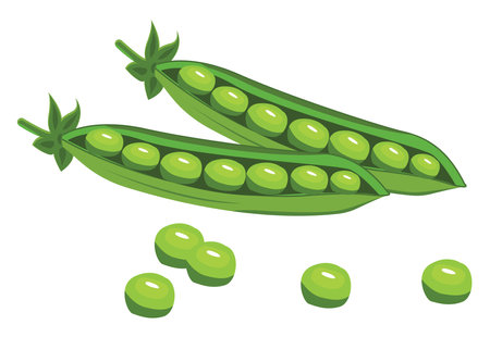Green peas, illustration, vector on white backgroundのイラスト素材