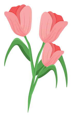 Pink tulips, illustration, vector on white backgroundのイラスト素材