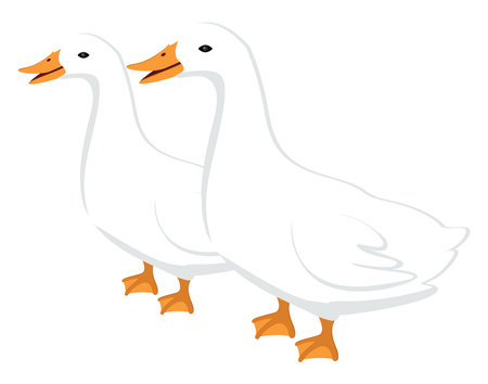 Two ducks ,illustration, vector on white background.のイラスト素材