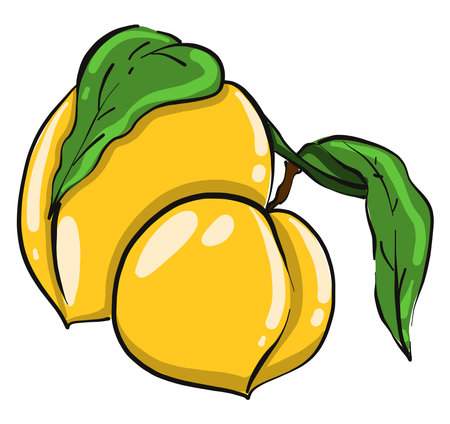 Yellow apricot,illustration,vector on white backgroundのイラスト素材
