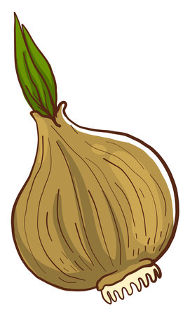 Ripe onion ,illustration,vector on white backgroundのイラスト素材