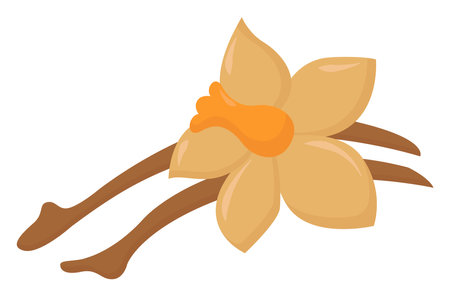 Vanilla flower, illustration, vector on white backgroundのイラスト素材
