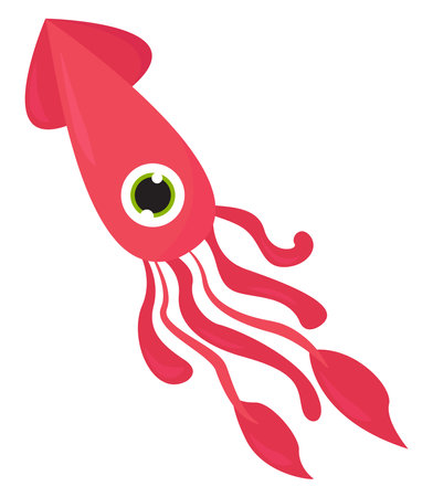One eyed squid, illustration, vector on a white background.のイラスト素材
