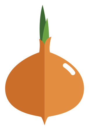 Golden onion, illustration, vector on white background.のイラスト素材