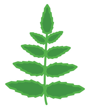 Green leafs, illustration, on a white background.のイラスト素材