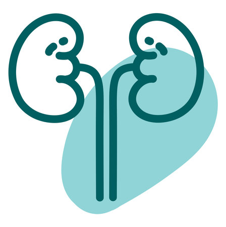 Blue kidneys, illustration, vector on a white background.のイラスト素材