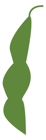 Green beans, illustration, vector, on a white background.のイラスト素材