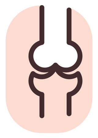 Knee bones, illustration, vector, on a white background.のイラスト素材