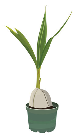 Coconut tree from the seed, illustration, vector on a white background.のイラスト素材
