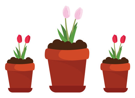 Flowers in pots, illustration, vector on a white background.のイラスト素材