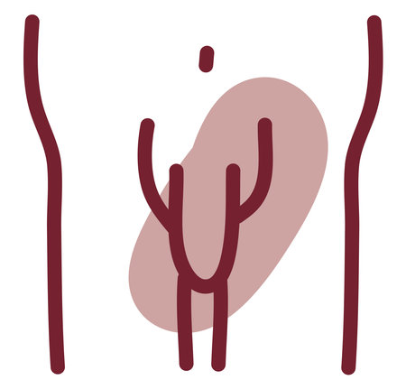 Male organ health, illustration, vector on a white background.のイラスト素材