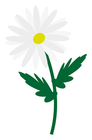 Summer chamomile flower, illustration, vector on a white background.のイラスト素材