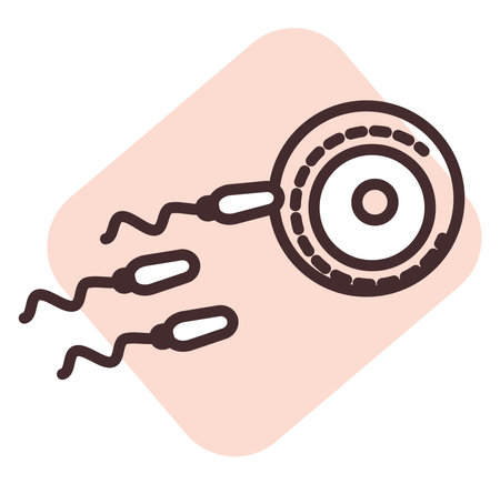 Biochemistry fertilization, illustration, vector on white background.のイラスト素材