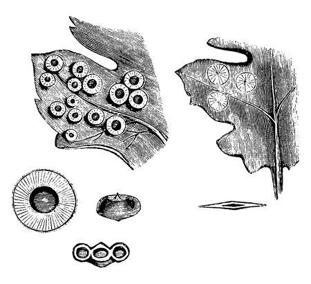 Sections of oak galls over leaves, vintage line drawing or engraving illustration.のイラスト素材