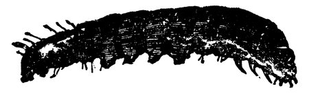 The greasy cutworm, Agrotis ypsilon species, in its larval stage, with its skin having a shiny and greasy appearance, vintage line drawing or engraving illustration.のイラスト素材