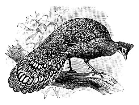 A typical representation of the peacock, sitting on a tree and looking downwards, with their colourful body, covered with beautiful patterned feathers and tail, vintage line drawing or engraving illustration.のイラスト素材