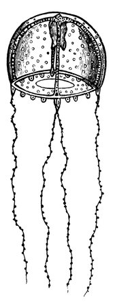 Sertularia is a genus of hydroids in the family Sertulariidae, vintage line drawing or engraving illustration.のイラスト素材