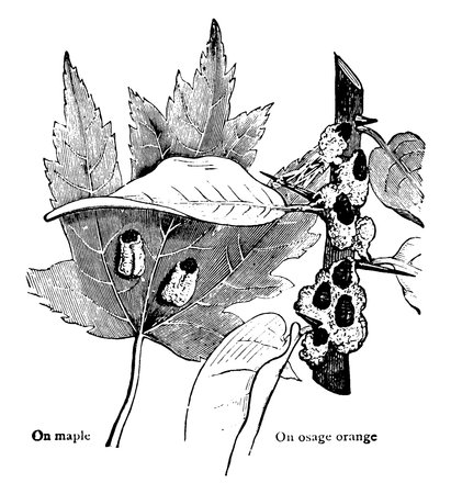 Scale is an insects that have a body covered by a protective waxy shell, of the order Hemiptera., vintage line drawing or engraving illustration.のイラスト素材