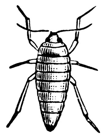 The female moth, Paleacrita vernata species, that are wingless with longitudinal stripes and spots on its oval shaped body , vintage line drawing or engraving illustration.の写真素材