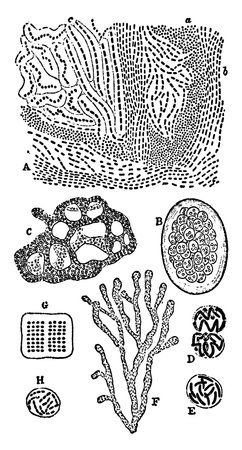 A typical representation of various types of Zoogloea, a genus of gram-negative and rod-shaped bacteria from the family of Zoogloeaceae, vintage line drawing or engraving illustration.のイラスト素材