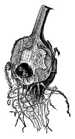 Weevil in roots of scarps, vintage line drawing or engraving illustration.のイラスト素材