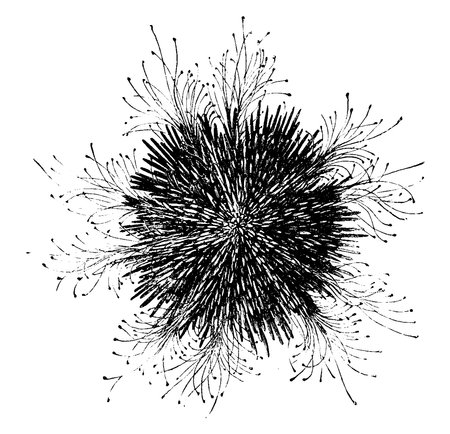 Sea Urchin is a spiny marine invertebrate animal, echinoderms in the class Echinoidea. Lives on the seabed, vintage line drawing or engraving illustration.のイラスト素材