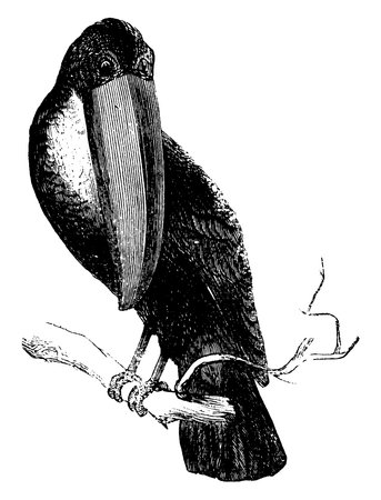 Toucan sitting on the branches of a tree with bright markings and large bills. They are colorful and mostly make their nests in tree hollows , vintage line drawing or engraving illustration.のイラスト素材