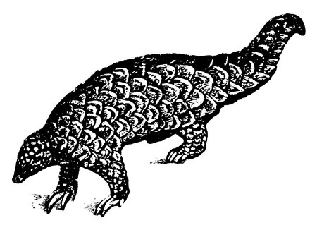 Pangloin is from Manis family they are toothless, vintage line drawing or engraving illustration.のイラスト素材