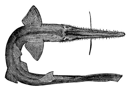 This kind of fish is distinct and named as swordfish, due to its sword like, long sharp studded nose, vintage line drawing or engraving illustration.のイラスト素材