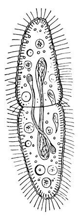The paramecium, a one-celled ciliate in the Kingdom Protista. This one is dividing, vintage line drawing or engraving illustration.のイラスト素材